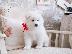 PoulaTo: Καθαρόαιμα κουτάβια Samoyed