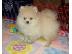 PoulaTo: Δύο Απίθανα Κουτάβια Pomeranian