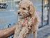 PoulaTo: Poodle apricot mini - Κανίς βερυκοκί μίνι