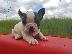 PoulaTo: French bulldog