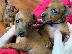 PoulaTo: Pinscher toy
