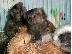 PoulaTo: Marmosets Monkeys Διαθέσιμα τώρα