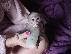 PoulaTo: capuchin, marmoset, squirrel and spider monkeys