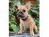 PoulaTo: French bulldog puppy for sale