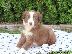 PoulaTo: Κουτάβια Border Collie