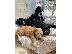 PoulaTo: F2 Cockapoo κουτάβια προς πώληση στο Loving Forever Home