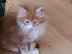 PoulaTo: Διαθέσιμο Maine Coon γατάκια