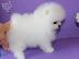 PoulaTo: Σπιτς μινι / pomeranian mini