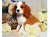 PoulaTo: Φοβερό Cavalier King Charles Spaniel Κουτάβι