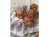 PoulaTo: Cavoodle Puppies