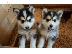 PoulaTo: Σιβηρικά κουτάβια Husky
