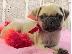 PoulaTo: Ελκυστικά κουτάβια Pug