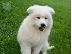 PoulaTo: Αξιολάτρευτα και χαριτωμένα κουτάβια Samoyed
