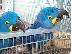 PoulaTo: τα μωρά υψώνονται παπαγάλοι macaw