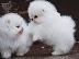 PoulaTo: Εκπαιδευμένα κουτάβια Pomeranian lol me