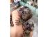 PoulaTo: marmoset μωρό για € 250