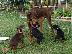 PoulaTo: Doberman pinscher κουτάβια για υιοθεσία