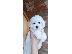 PoulaTo: Curly Bichon κουτάβια όμορφα κουτάβια