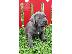 PoulaTo: Κουτάβια Cane Corso