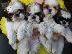 PoulaTo: Shih Tzu