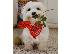 PoulaTo: Χαρίζεται Maltese.