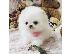 PoulaTo: Mini pomeranian κουτάβια