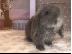 PoulaTo: Mini Lop καθαρόαιμο