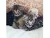 PoulaTo: όμορφης γέννας Bengal Kittens.