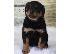 PoulaTo: Προσιτά κουτάβια Rottweiler