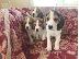 PoulaTo: BEAGLE Κουτάβια διαθέσιμα