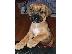 PoulaTo: Αγγλικά Bull Mastiff κουτάβια