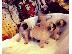 PoulaTo: adorable pug puppies for adoption