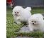 PoulaTo: Αγόρι και κορίτσι Kc Pomeranians. Kc pomeranians