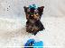 PoulaTo: Female Yorkshire Terriers