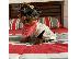 PoulaTo: AKC ,,, Yorkshire