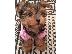 PoulaTo: Yorkshire terrier κουτάβια