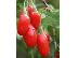 PoulaTo: ΠΩΛΟΥΝΤΑΙ ΦΥΤΑ ΓΚΟΤΖΙ ΜΠΕΡΥ (Goji Berry)