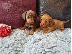 PoulaTo: Αξιολάτρευτο Dachshunds