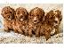 PoulaTo: Όμορφα κουτάβια cavapoo