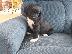 PoulaTo: Tibetan Puppies