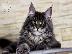 PoulaTo: maine coon γατάκια διαθέσιμα.