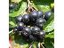 PoulaTo: αρώνια - aronia - φυτά προς πώληση