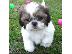 PoulaTo: Γλυκά κουτάβια Shih Tzu για υιοθεσία