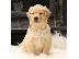 PoulaTo: Goldern retriver Puppies for sales