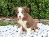 PoulaTo: Κουτάβια Border Collie