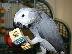 PoulaTo: Beautiful talking african grey parrot