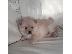 PoulaTo: Beautiful Pomeranian Puppies p