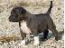 PoulaTo: X μάζα αμερικανικό pit bull terrier