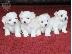 PoulaTo: Lovely Maltes Pups Πλήρως δοκιμασμένο για την υγεία