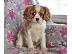 PoulaTo: Cavalier King Charles Puppies
